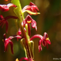 Malaxis discolor (Lindl.) Kuntze